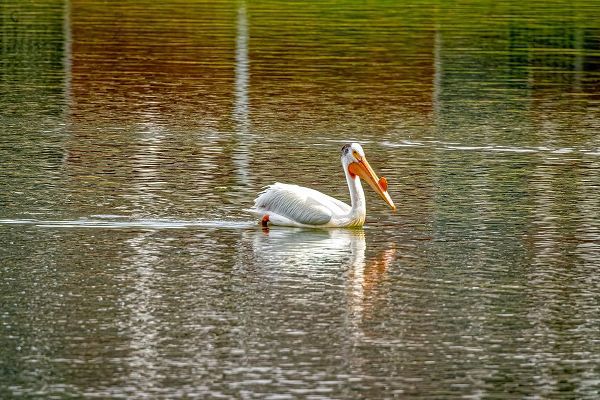 Jaynes Gallery 아티스트의 USA-Colorado-Windsor American white pelican swimming in pond작품입니다.